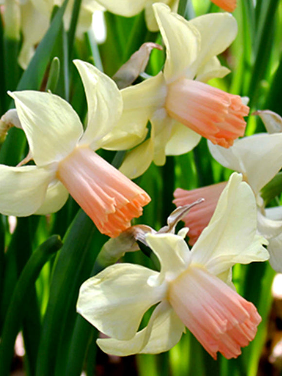 Dwarf Narcissus Prototype daffodils