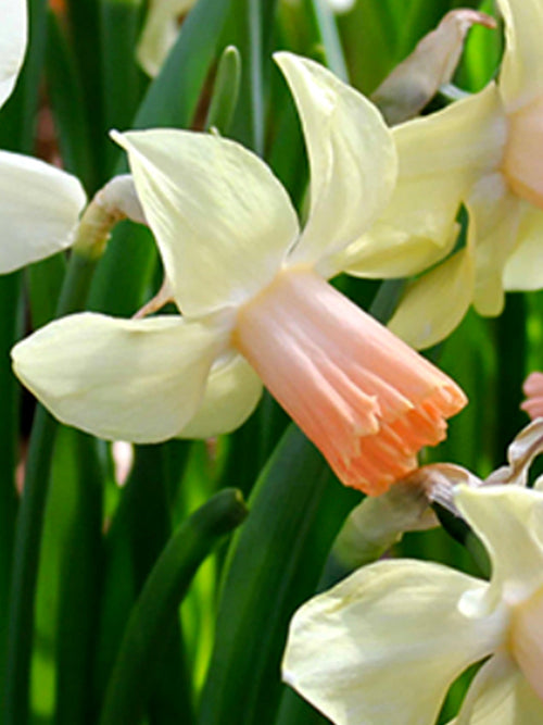 Dwarf Narcissus Prototype daffodils