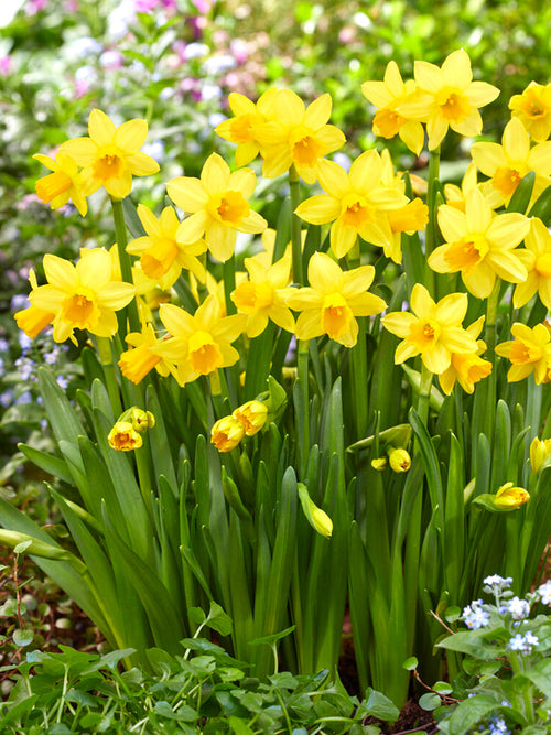 Kopen Narcis Tete a Tete