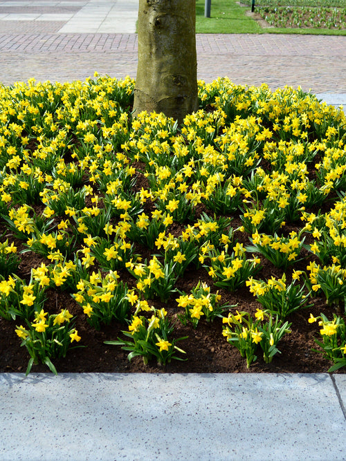 Narcis Tete a Tete