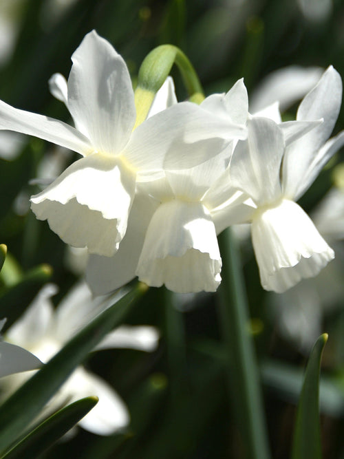 Kopen Dwergnarcis Thalia