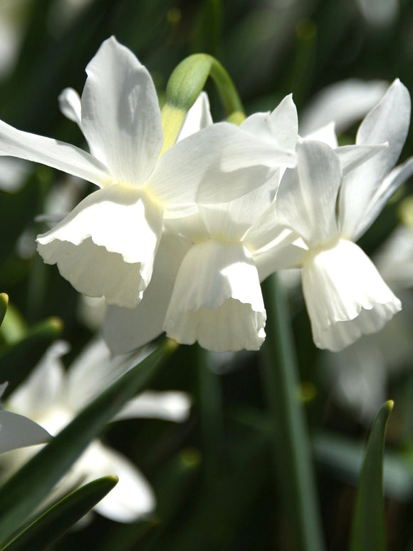 Kopen Dwergnarcis Thalia