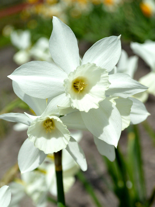Narcissus Bol Thalia