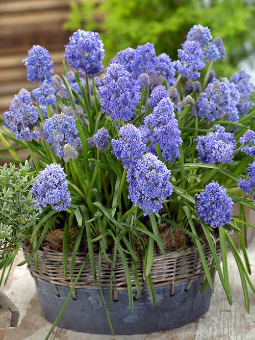 Muscari Fantasy Creation (Druifhyacint) - Bollen Bestellen
