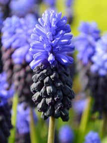 Muscari Latifolium (Druifhyacint)