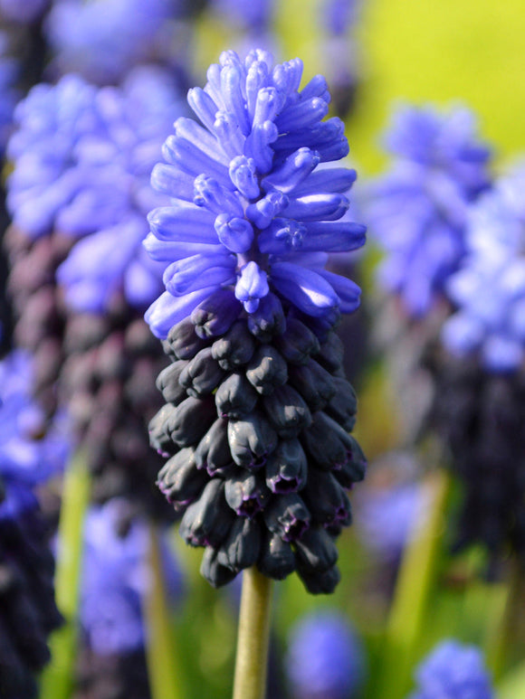 Muscari Latifolium Bollen