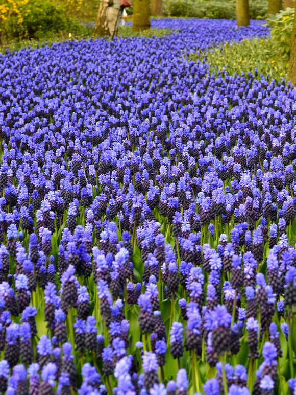 Muscari Bollen Latifolium