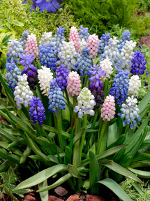 Muscari Magic Mix