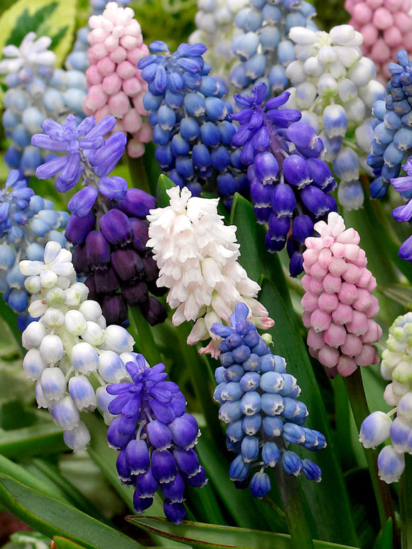 Kopen Muscari Magic Gemengd