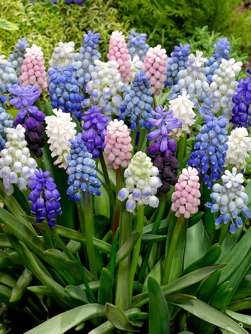 Muscari Magic gemengd