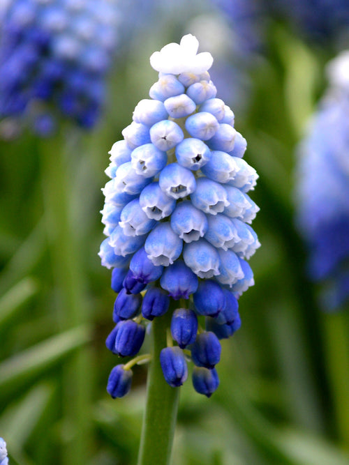 Muscari Bollen - Mount Hood (Druifhyacint)