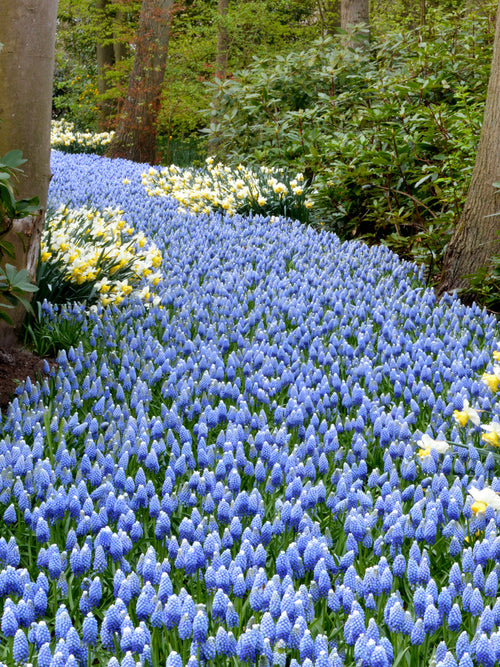 whit en blauw muscari flower bollen