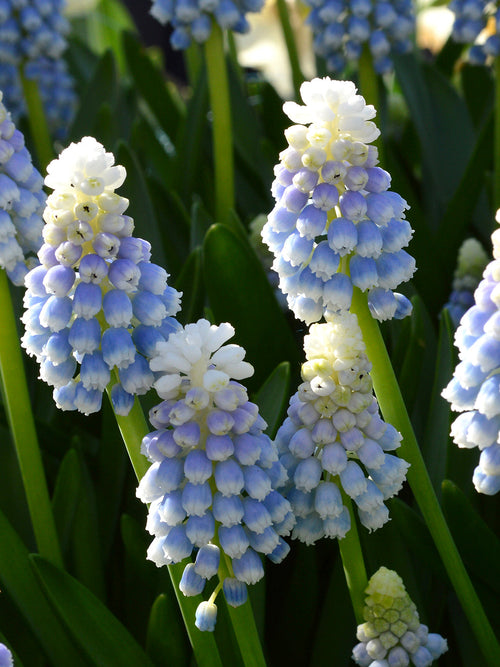 Muscari Bulbs Mount Hood Bollen - DutchGrown