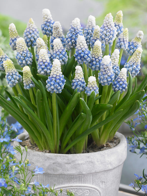 Tweekleurige druifhyacint ‘Mountain Lady’ in een pot op een zonnig terras.