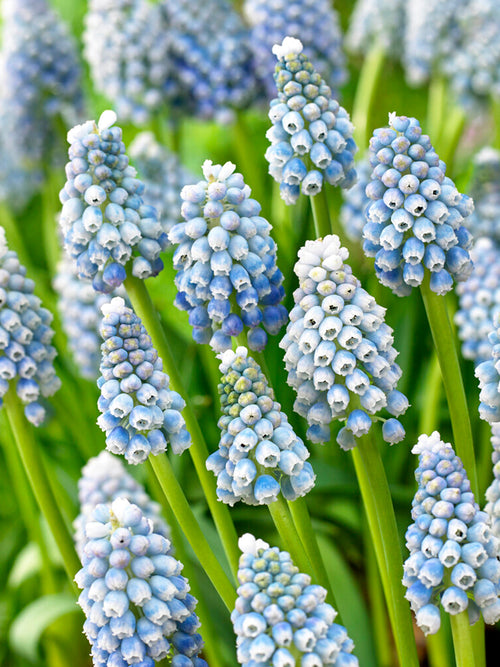 Kopen Muscari Ocean Magic (Druifhyacint)