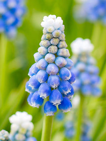 Muscari Ocean Magic (Druifhyacint)