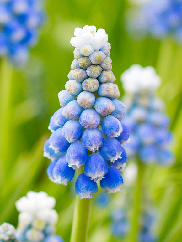 Muscari Ocean Magic (Druifhyacint)