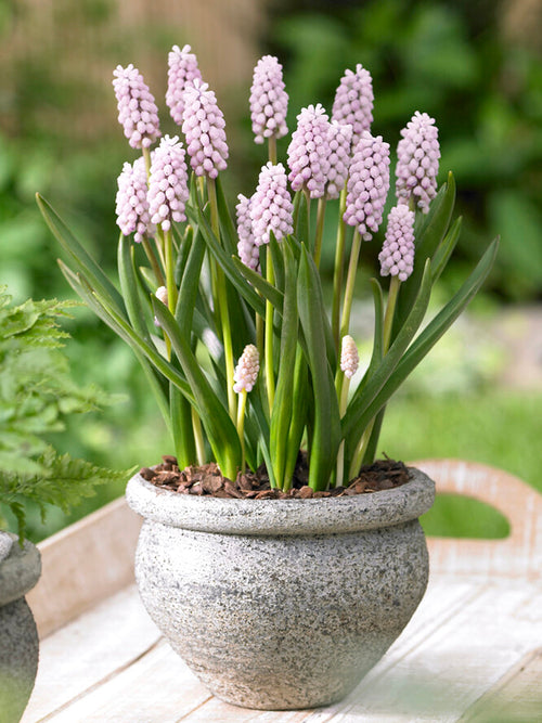 Muscari Pink Sunrise (Druifhyacint) Bollen