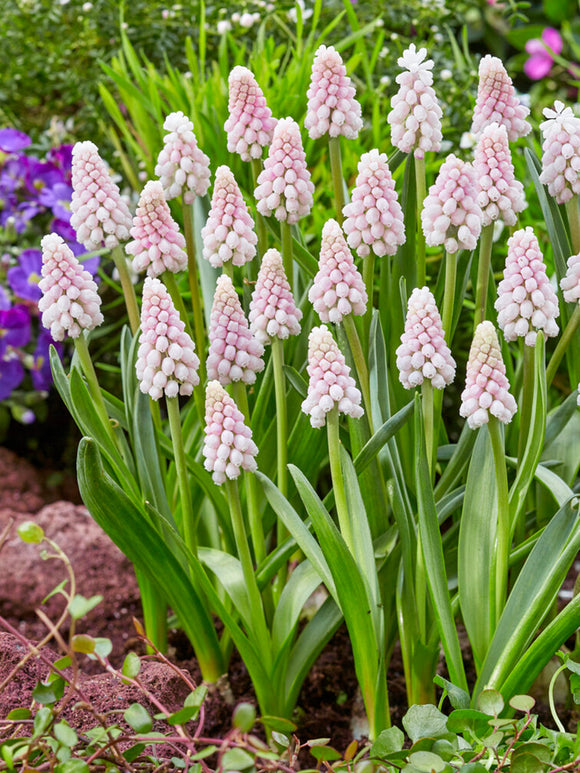 Roze Muscari Bloem Bollen