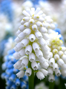 Muscari White Magic (Druifhyacint)