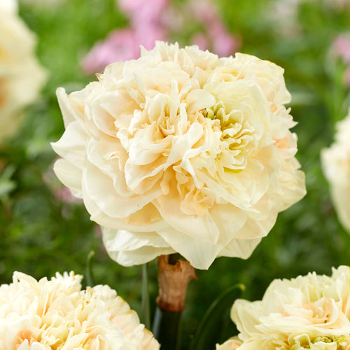 Narcis Pom Pom Rose - Narcissenbollen