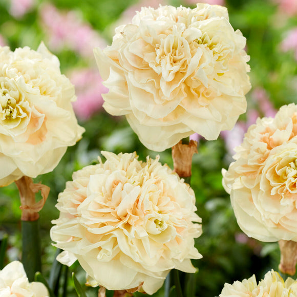 Narcis Pom Pom Rose Bestellen