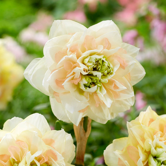 Narcis Pom Pom Rose Kopen