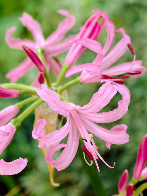 Nerine Bowdenii - Kliplelies