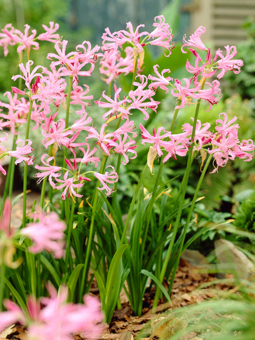 Nerine Bowdenii roze kliplelies