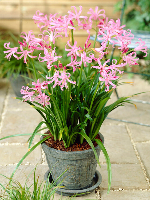 Nerine Bowdenii - Kliplelies bloembollen