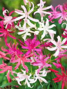 Nerine Bowdenii Breeders Blend