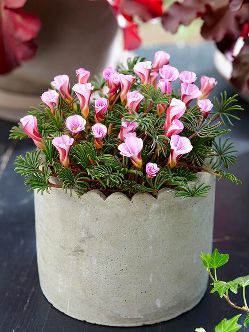 Oxalis Autumn Pink