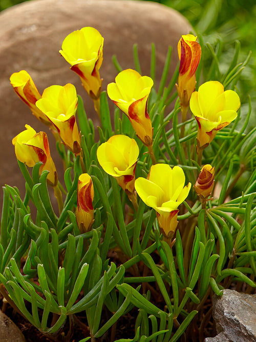 Oxalis Golden Cape kopen vanuit Nederland