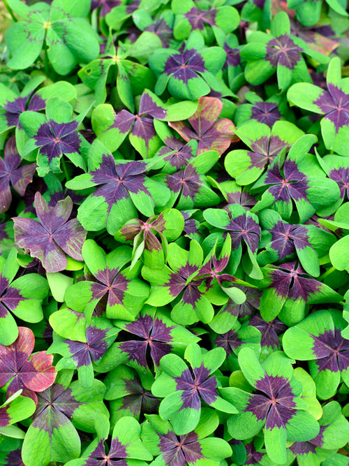 Oxalis deppei 'Iron Cross' |Geluksklavertje bloembollen kopen