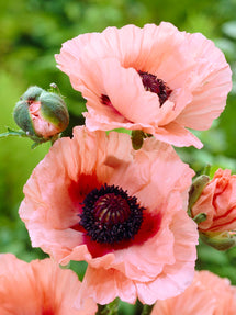 Papaver Aglaya (Oosterse klaproos)