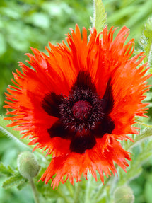 Papaver Curlilocks (Oosterse klaproos)