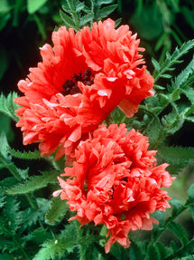 Papaver Garden Glory (Oosterse klaproos)