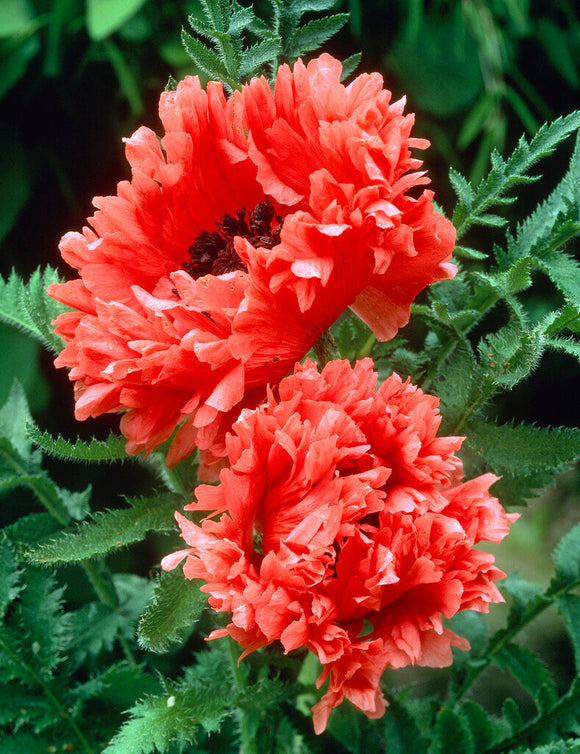 Papaver Garden Glory Oosterse klaproos planten kopen