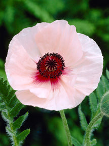 Papaver Karine (Oosterse klaproos)