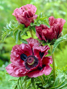 Papaver Patty's Plum (Oosterse klaproos)