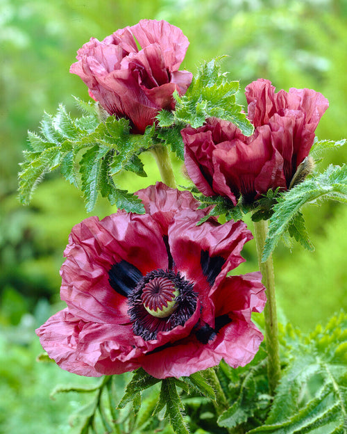 Papaver Patty's Plum Oosterse klaproos