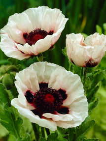 Papaver Perry's White (Oosterse klaproos)