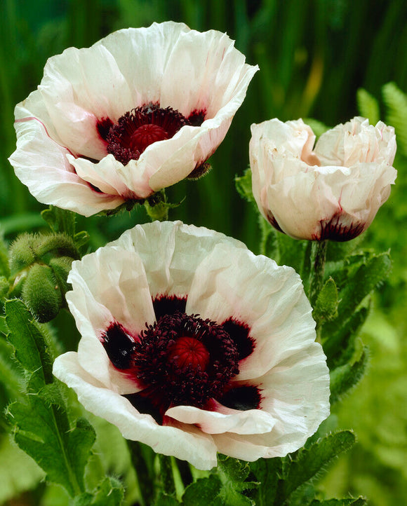 Papaver Perry's White Oosterse klaproos bestellen