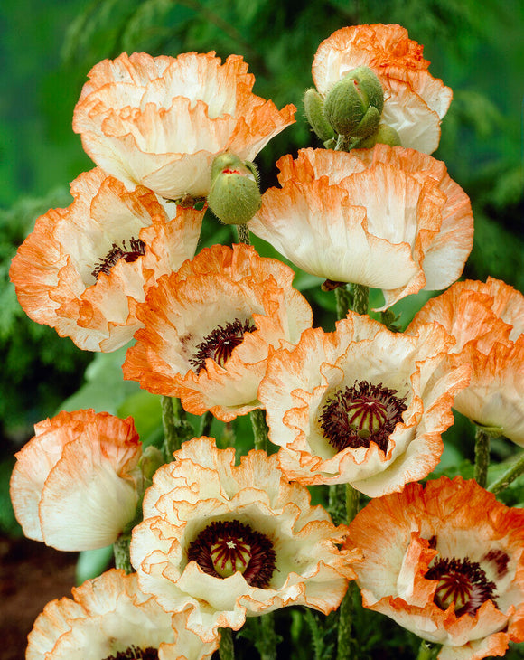 Papaver Picotee (Oriental Poppy)