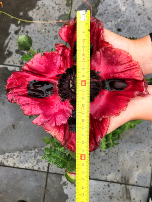 Papaver Red Rumble (Oosterse klaproos)