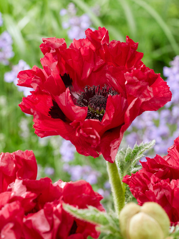 Papaver Red Rumble (Oosterse klaproos)