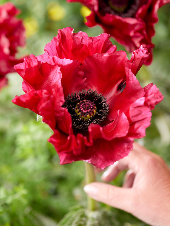 Papaver Red Rumble (Oosterse klaproos)