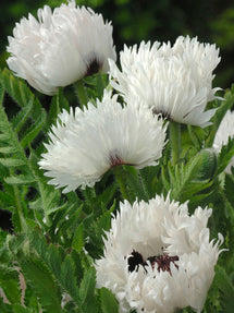 Papaver White Ruffles (Oosterse klaproos)