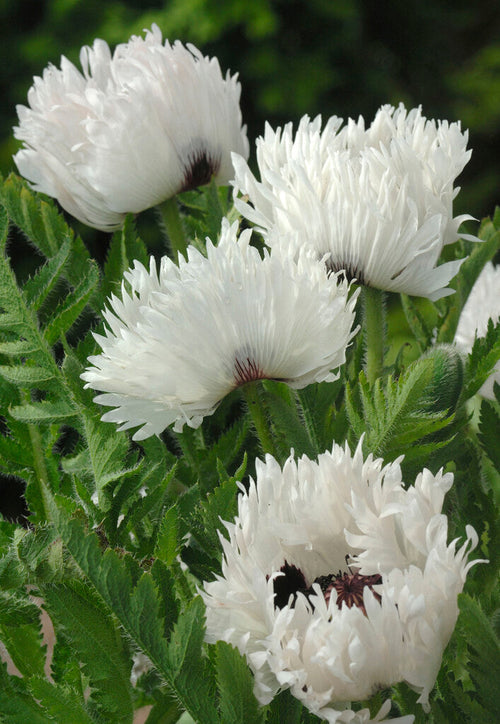 Papaver White Ruffles Oosterse klaproos