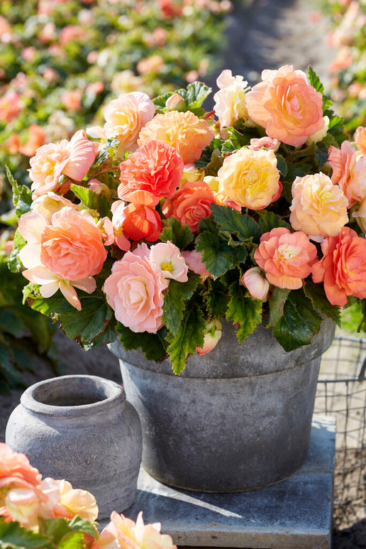 Begonia Bollen Pastel Compacta Mix Bestellen